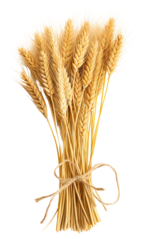 Wheat